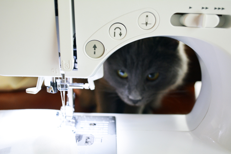 Cat watches sewing