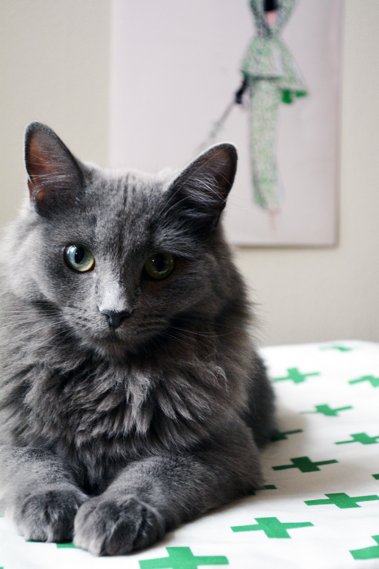 DIY Pet Bed & Fabric Let's Get Crafty!